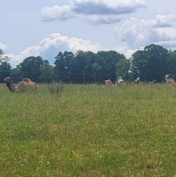 LIMITED QUANTITY Super Beauty Food Camel's Milk Soap - Picture 9 of 14